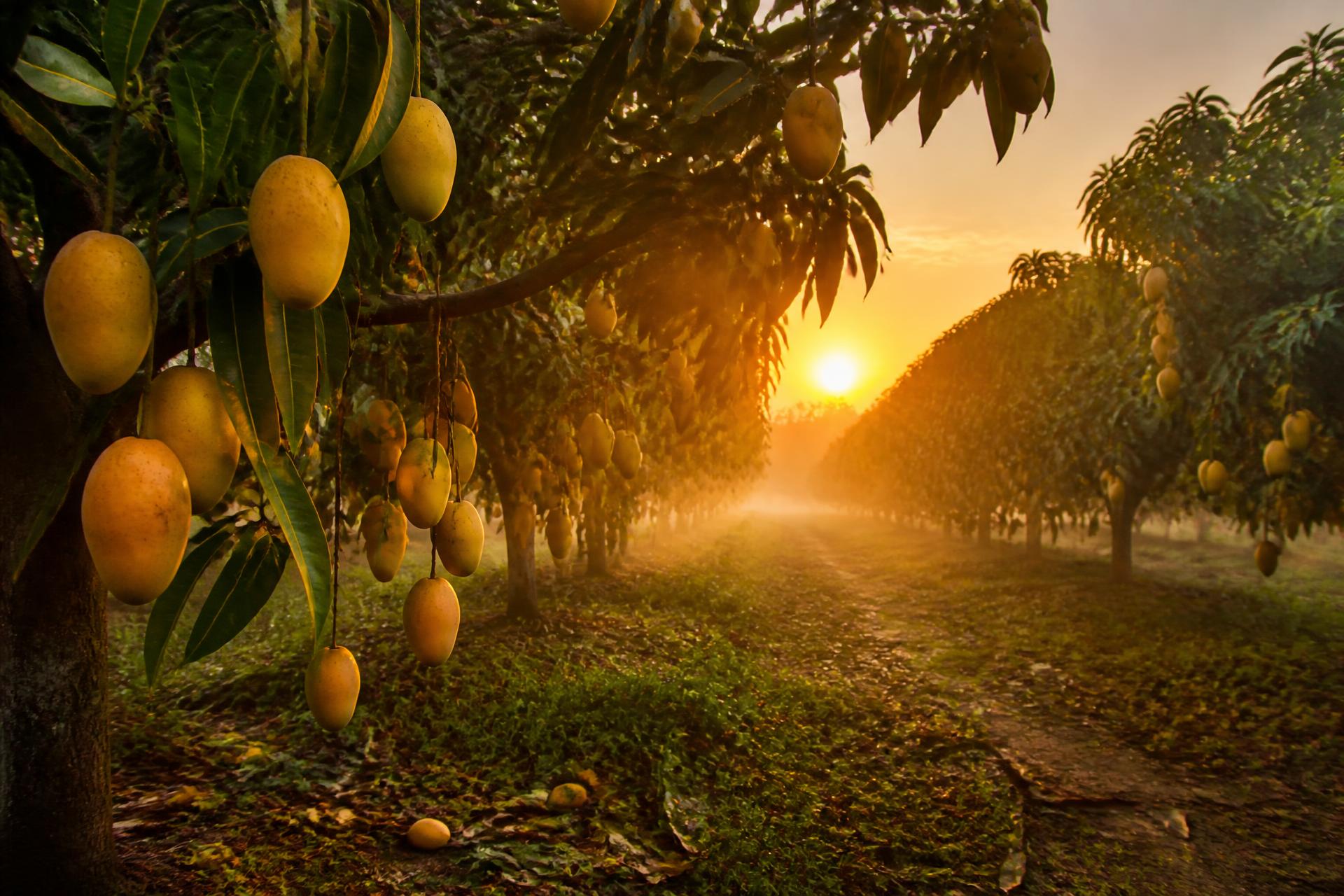 Mango orchard rows glowing at sunrise